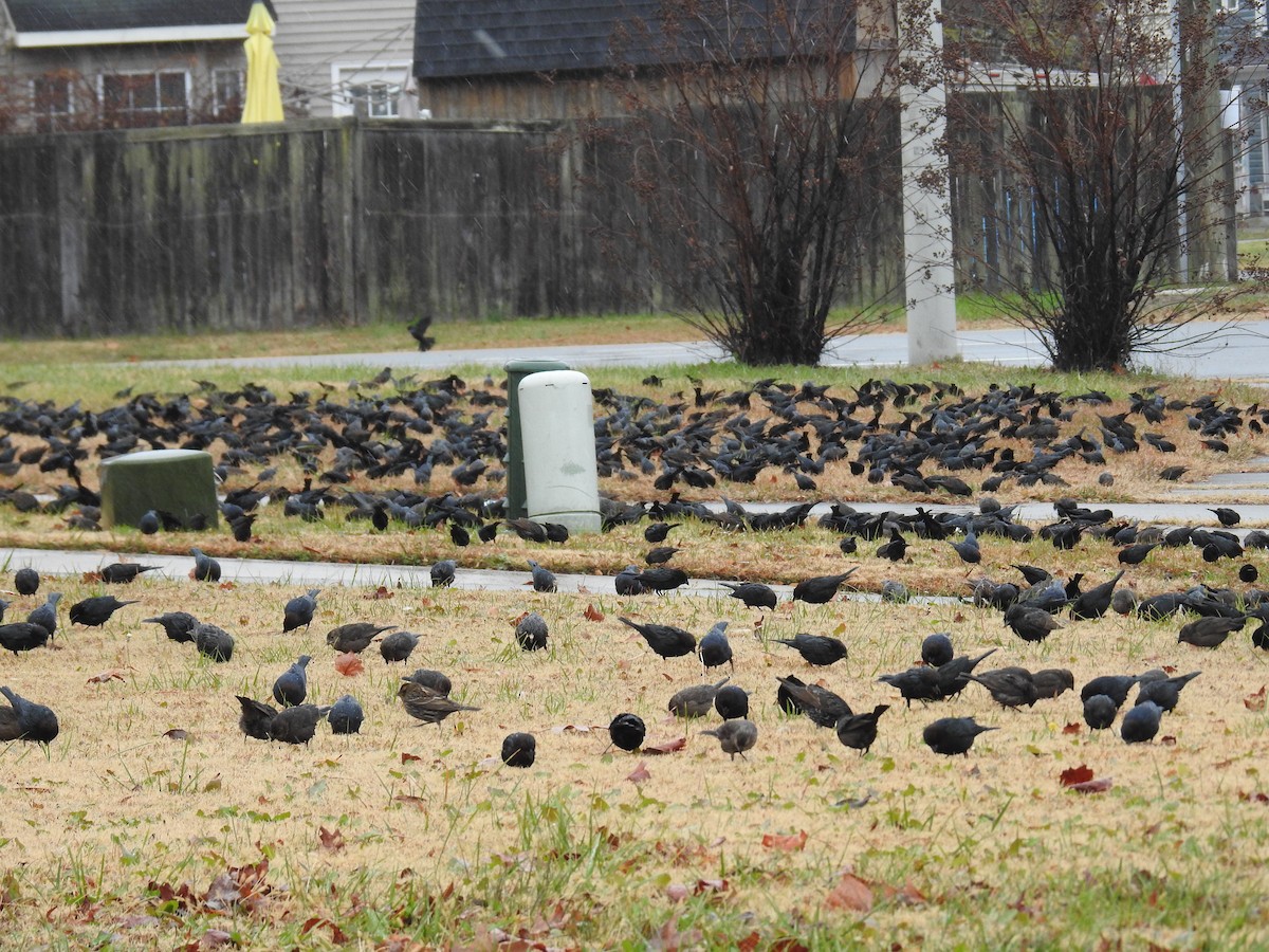 brunhodetrupial - ML646960440