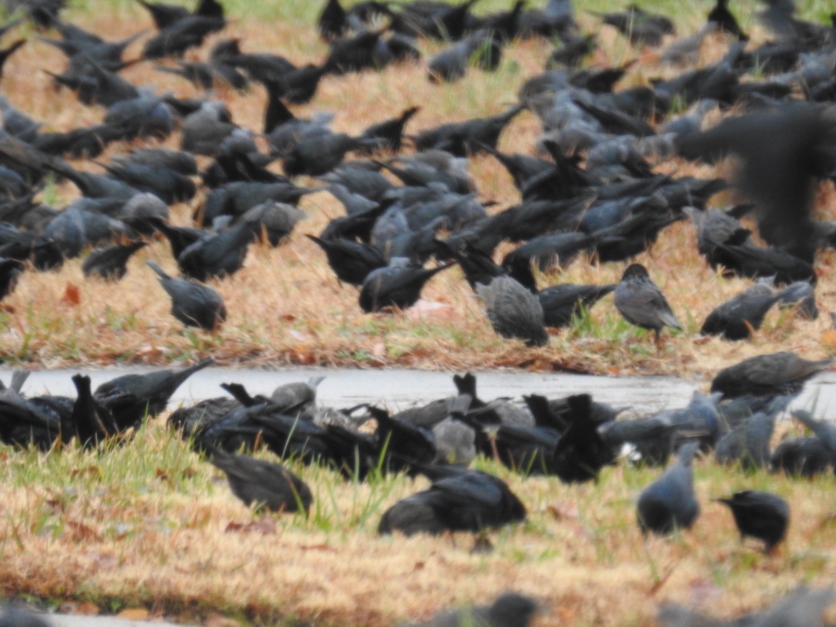 brunhodetrupial - ML646960441