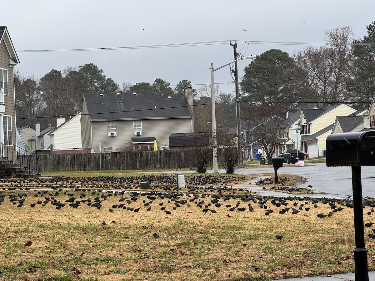 brunhodetrupial - ML646960442