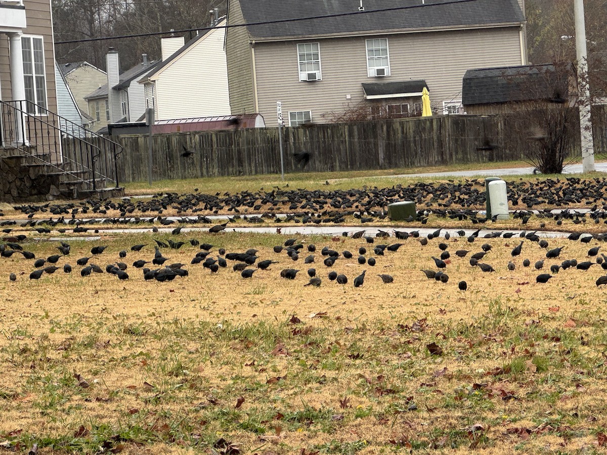 brunhodetrupial - ML646960443