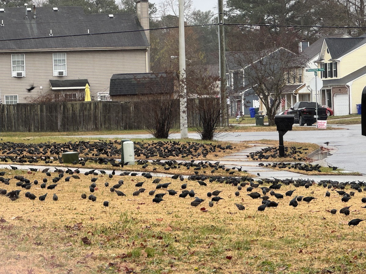 brunhodetrupial - ML646960444