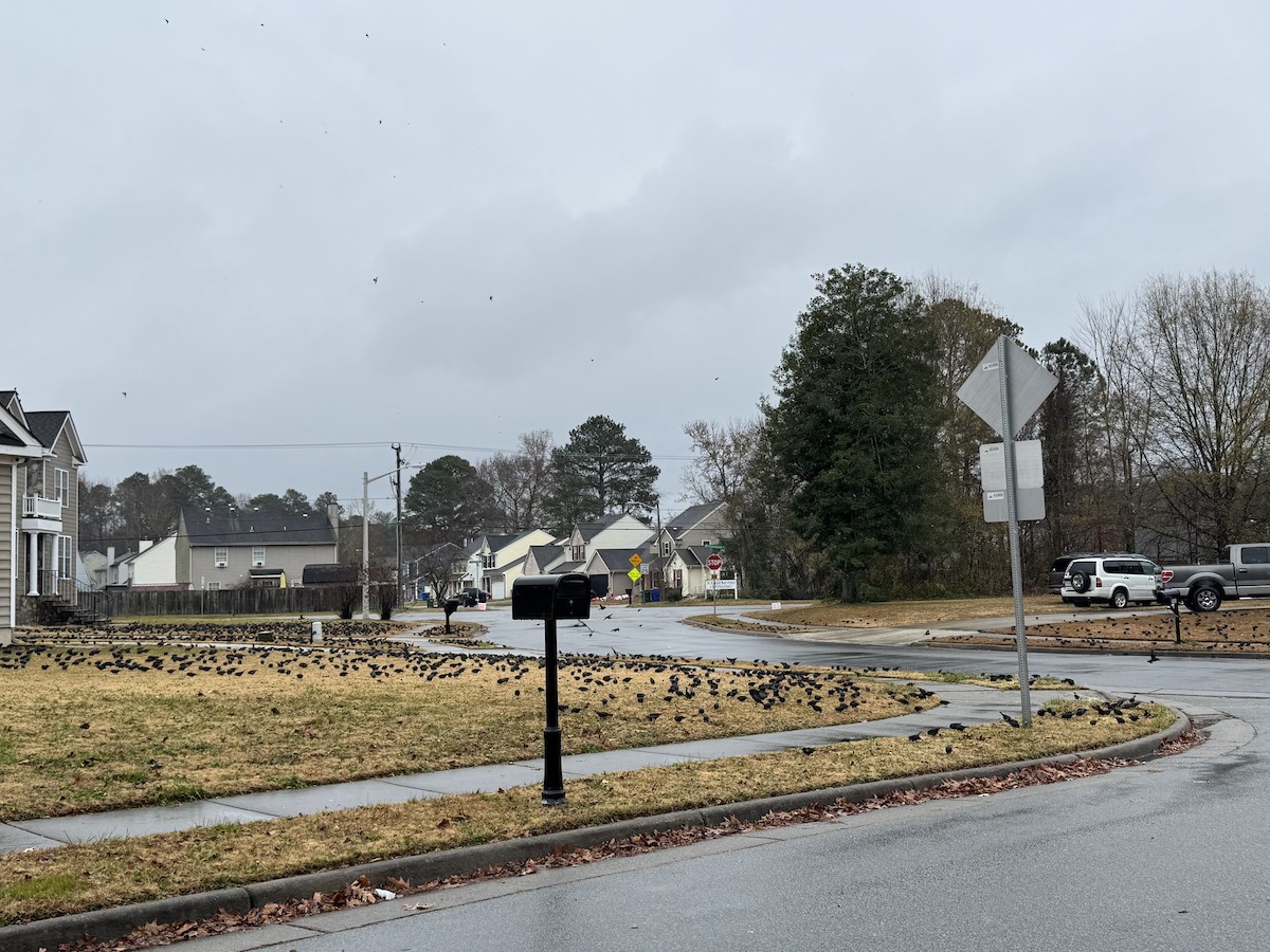 brunhodetrupial - ML646960445