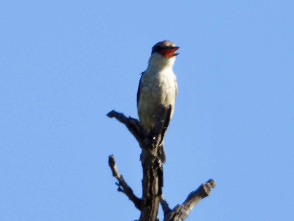 ledňáček žíhaný - ML646960447