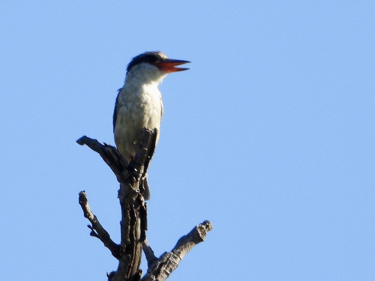 ledňáček žíhaný - ML646960448