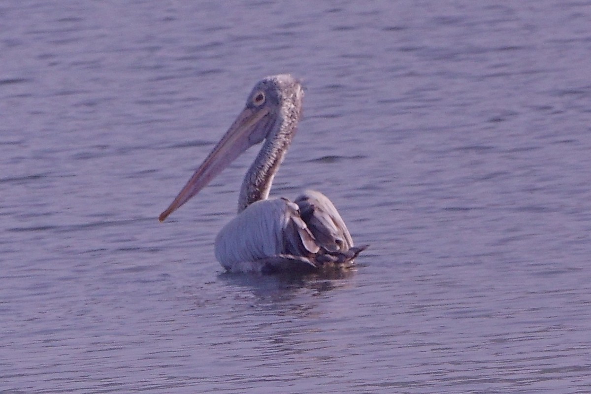 flekknebbpelikan - ML646960449