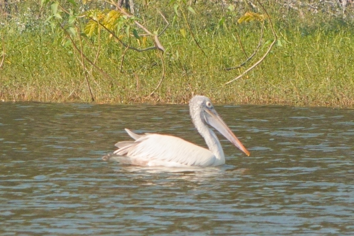 flekknebbpelikan - ML646960450