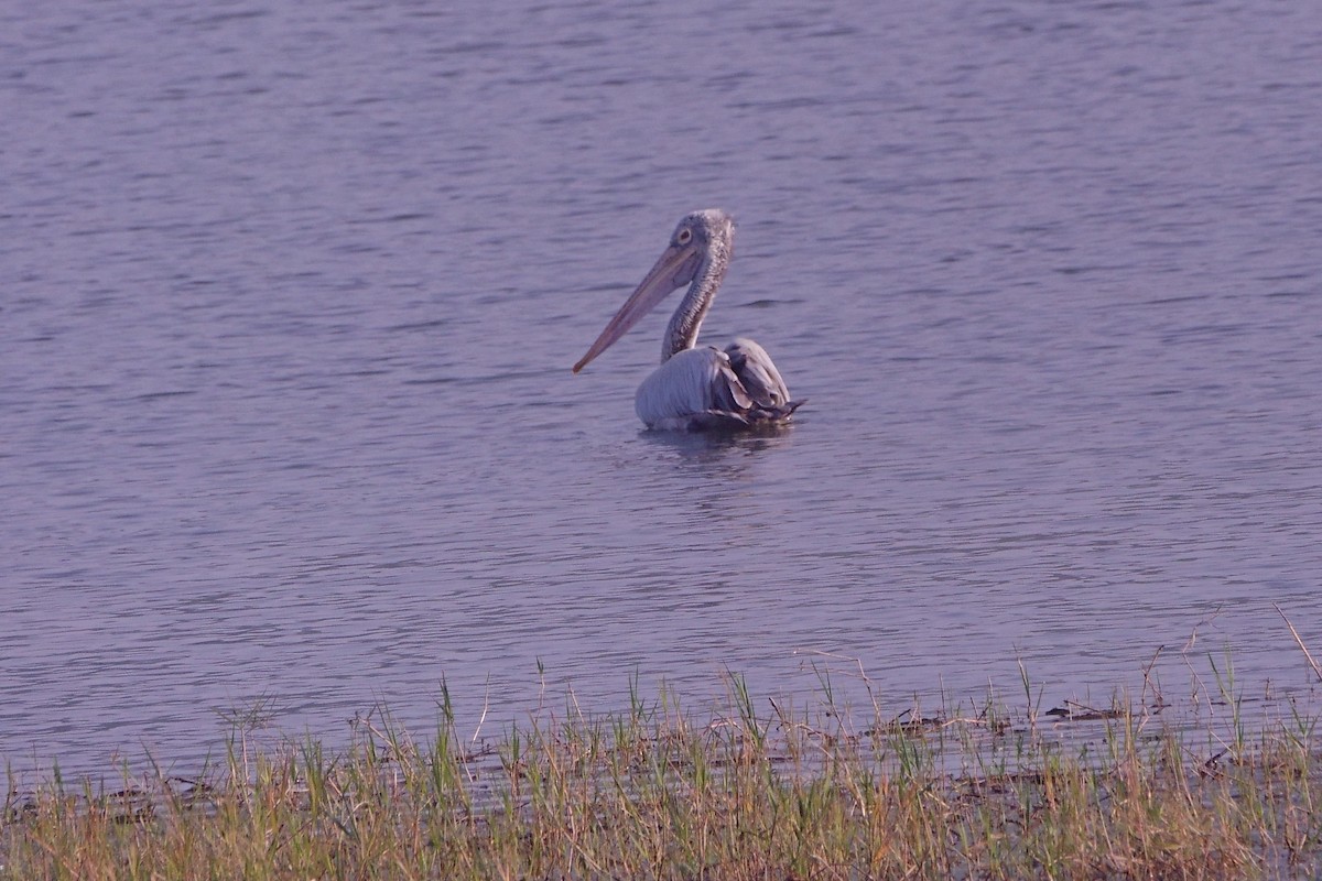 flekknebbpelikan - ML646960451