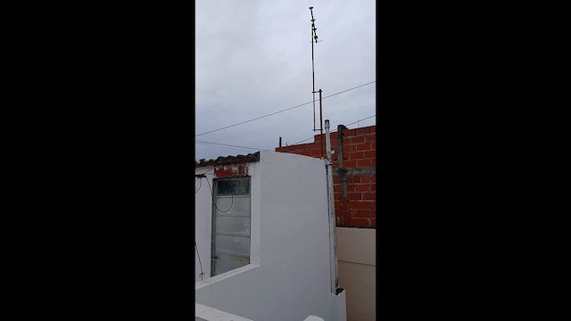 Scissor-tailed Nightjar - ML646960452