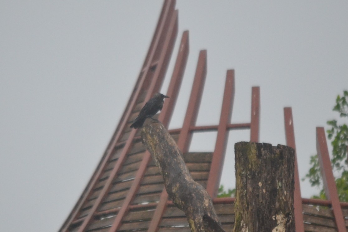 House Crow - ML646960453