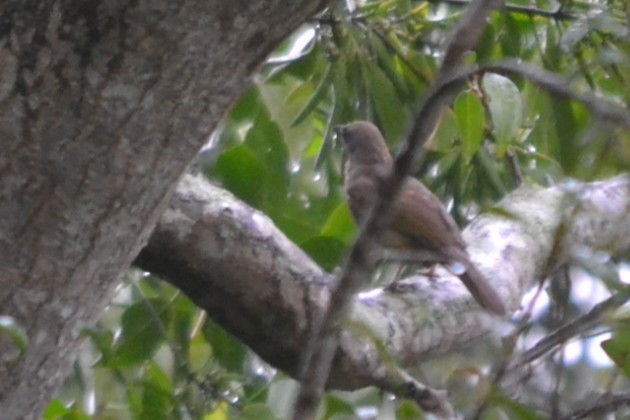Olive-winged Bulbul - ML646960454