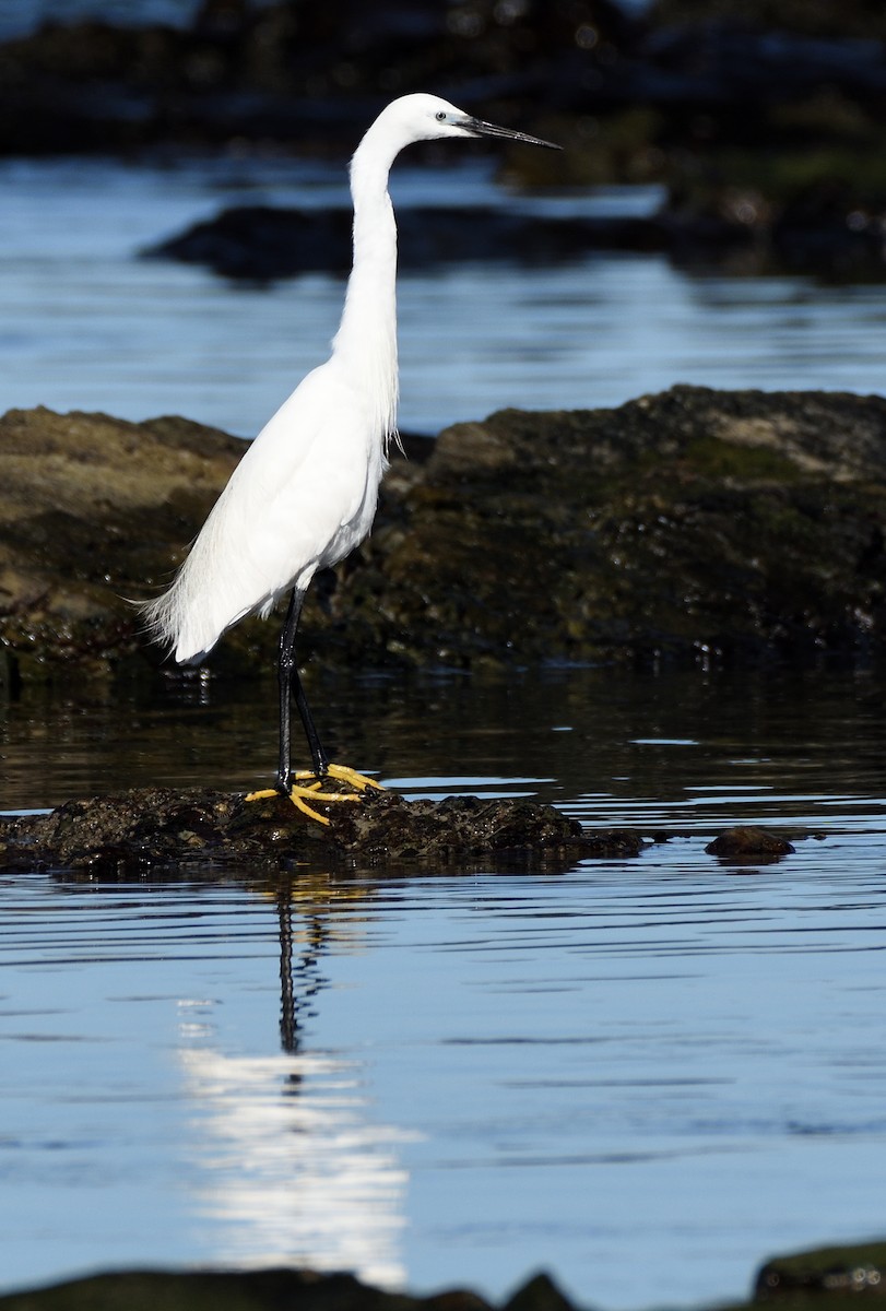 Seidenreiher - ML646960455