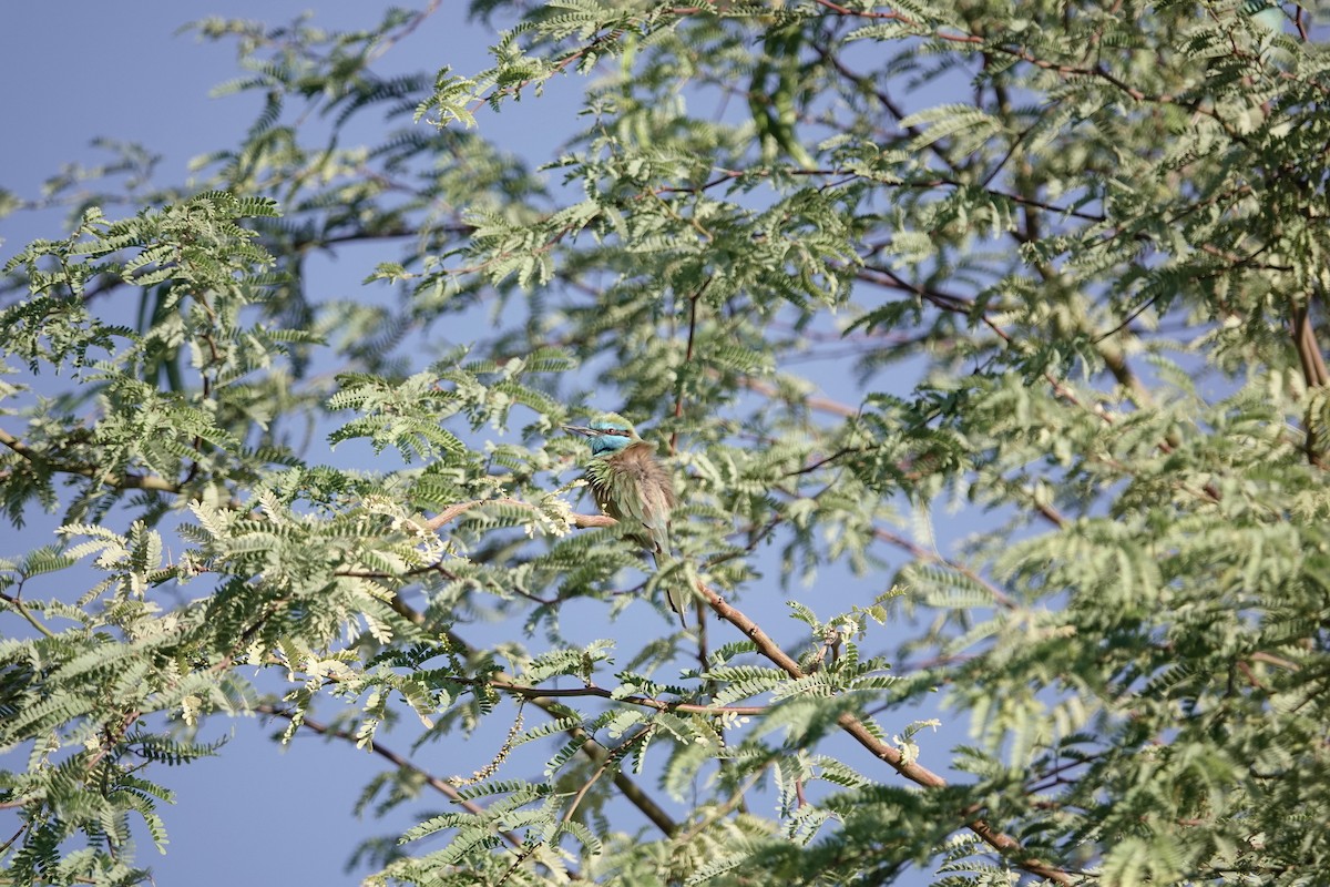 vlha arabská - ML646960457