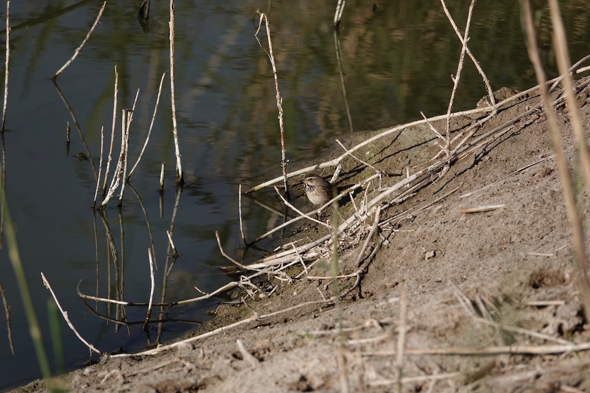 Bluethroat - ML646960462
