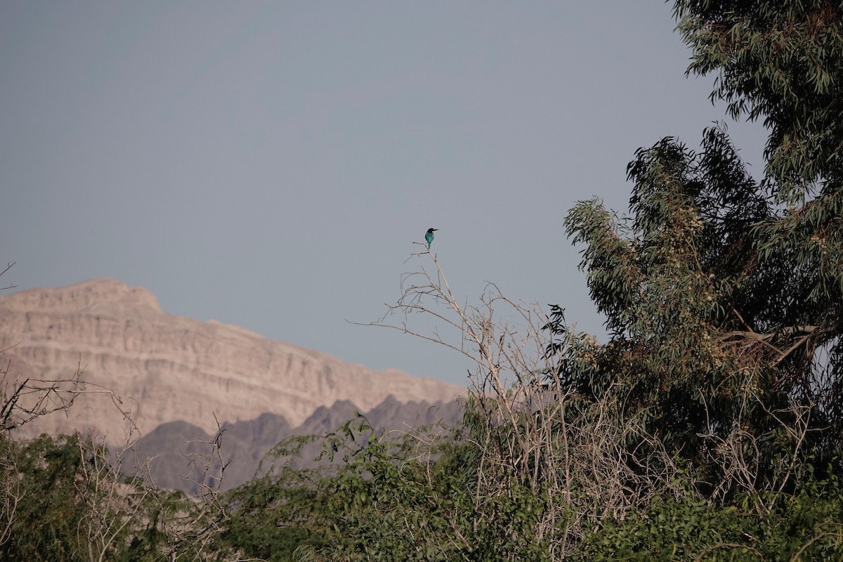 White-throated Kingfisher - ML646960464