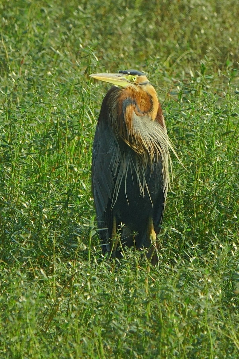 Purple Heron - ML646960465