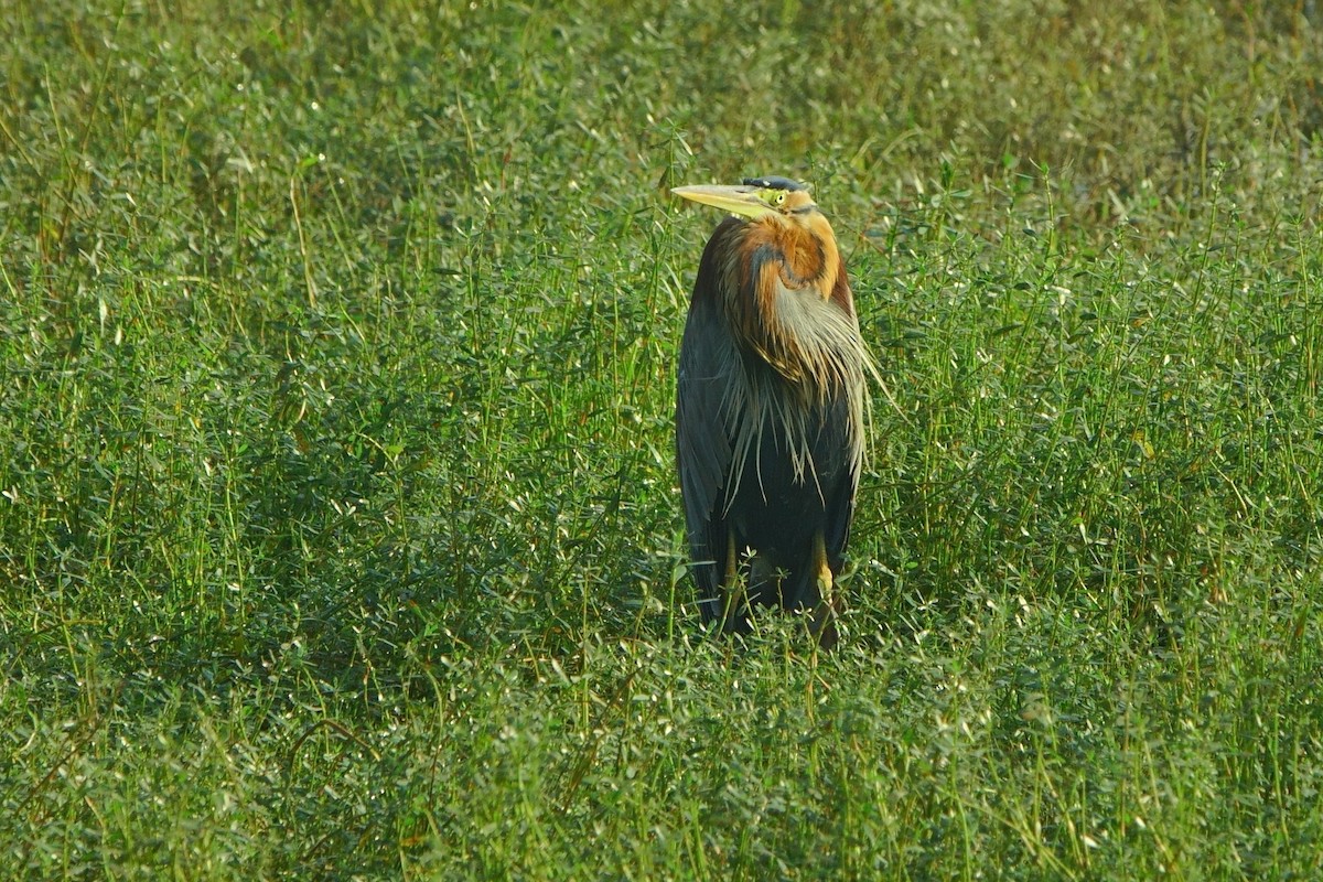Purple Heron - ML646960466