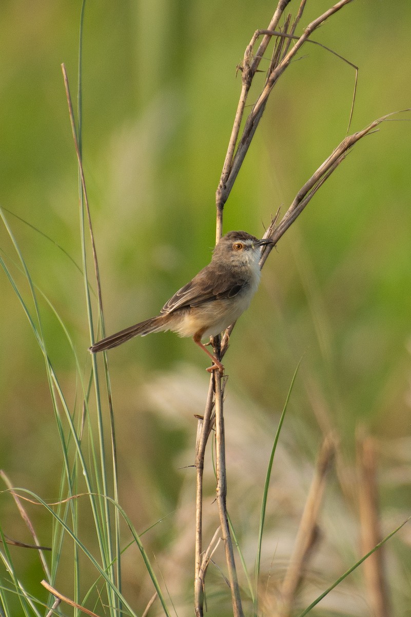 Plain Prinia - ML646960467