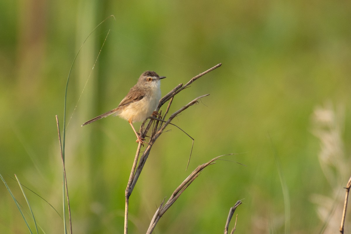 Plain Prinia - ML646960468