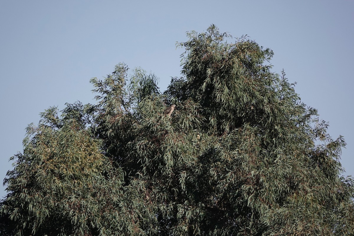 Oriental Honey-buzzard - ML646960469