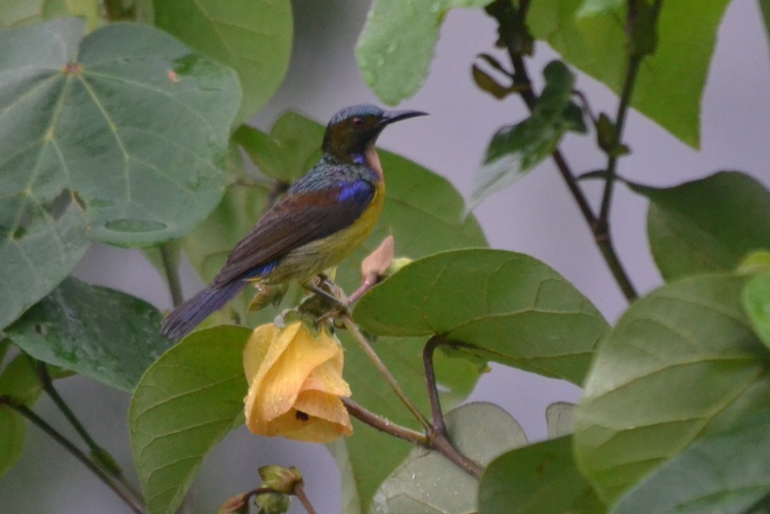 Саїманга жовточерева - ML646960470