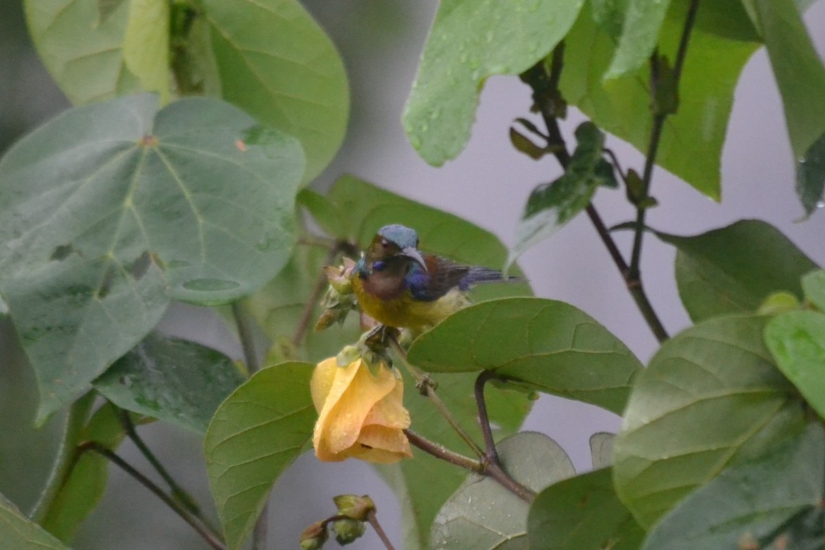 Саїманга жовточерева - ML646960471