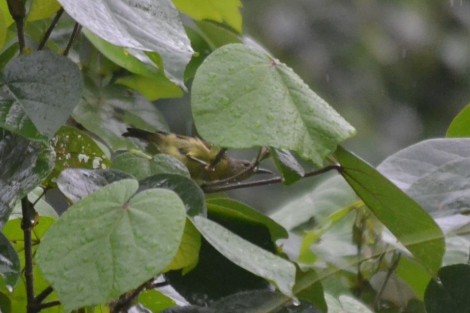 Саїманга жовточерева - ML646960472