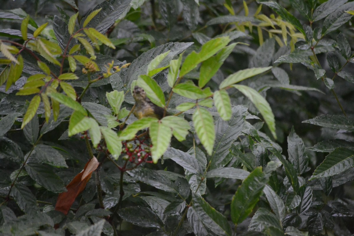 Brown-throated Sunbird - ML646960473