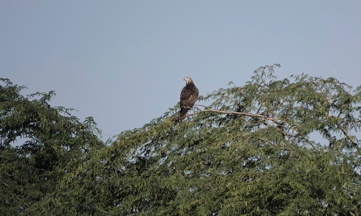 Oriental Honey-buzzard - ML646960474