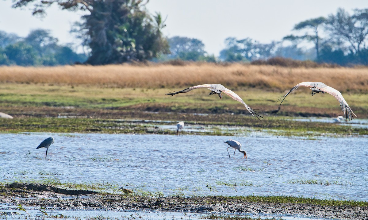 Gray Crowned-Crane - ML646960475
