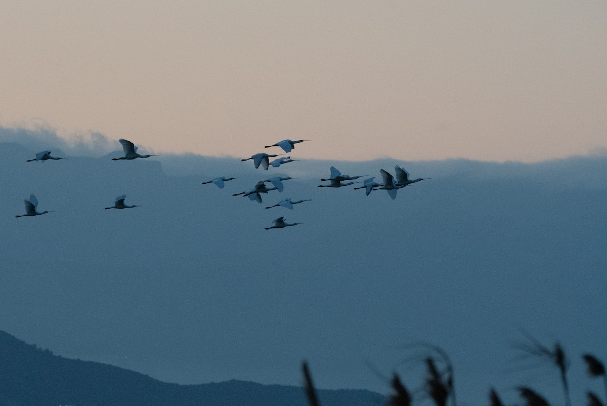 Eurasian Spoonbill - ML646960476