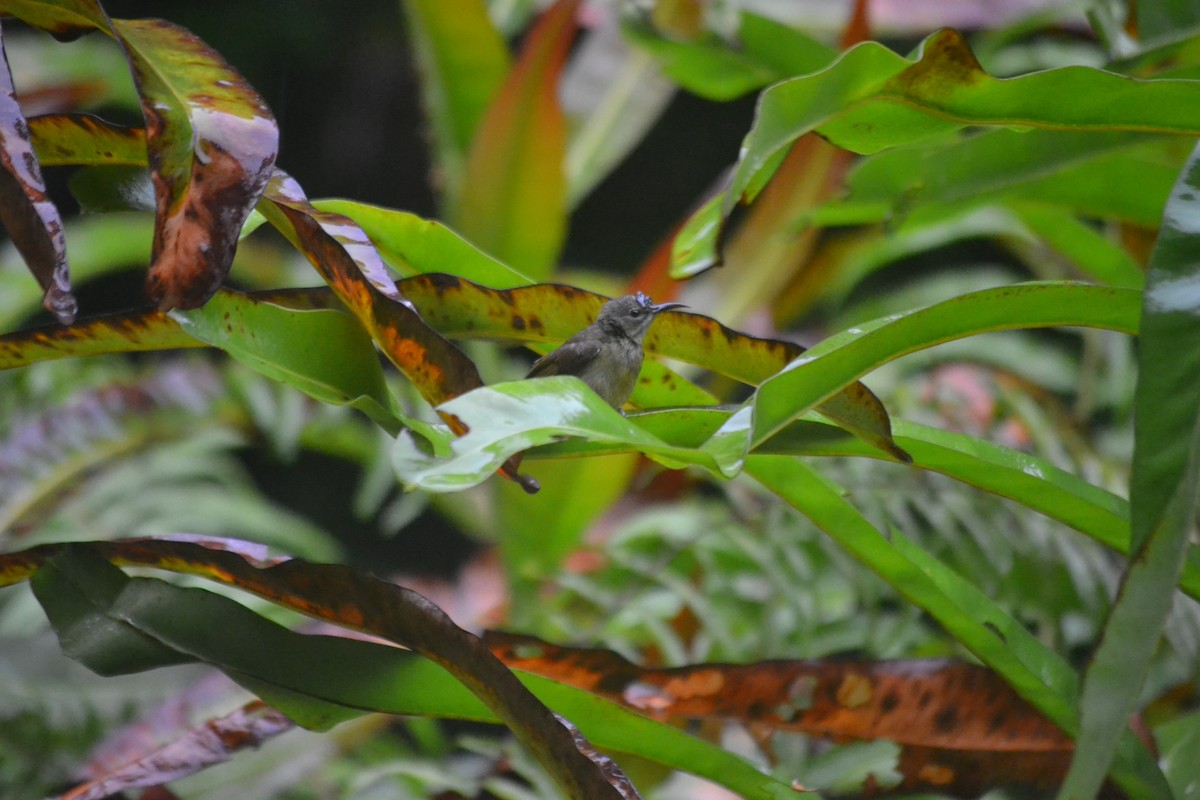 Crimson Sunbird - ML646960477