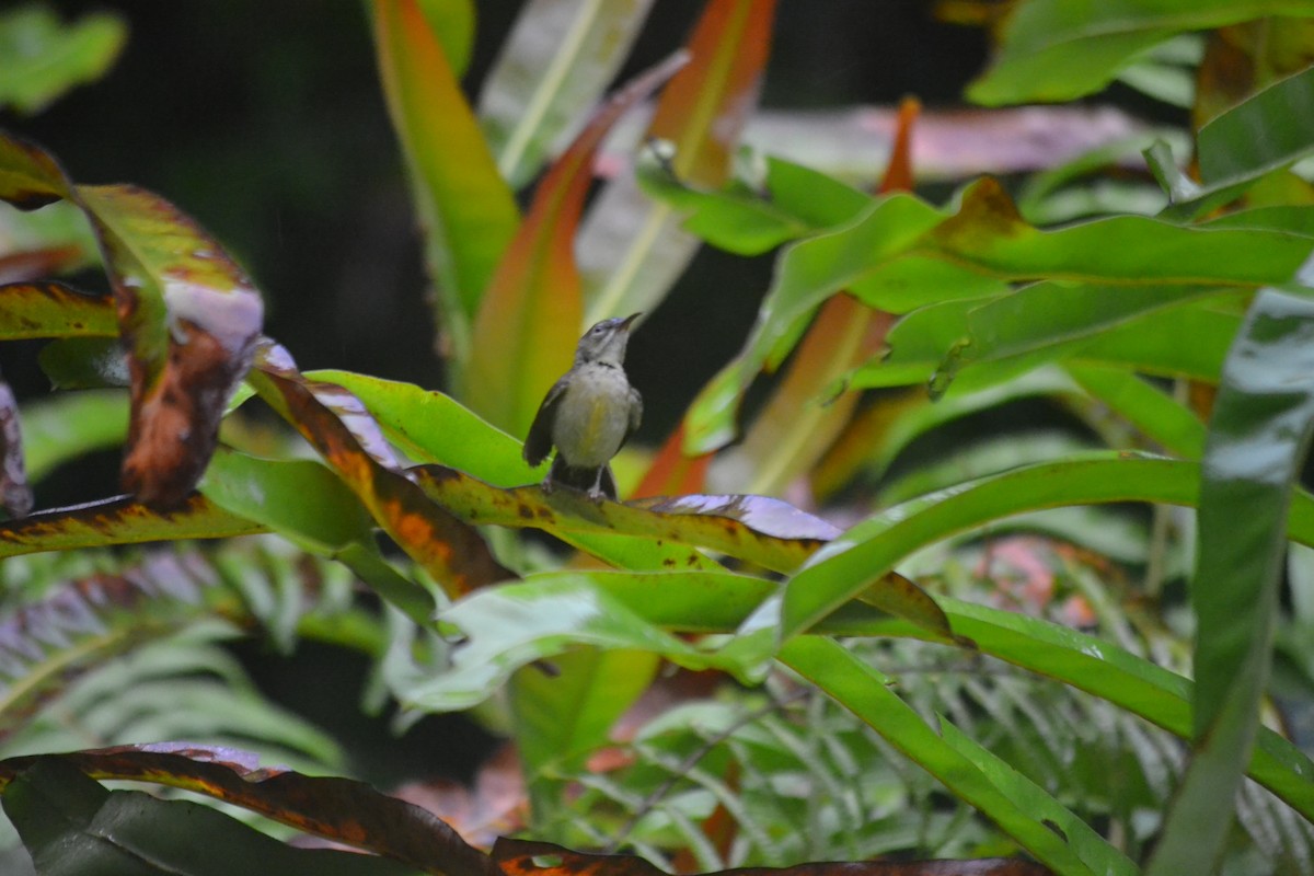 Crimson Sunbird - ML646960478