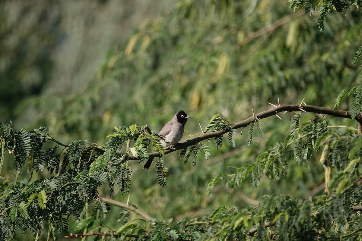 White-spectacled Bulbul - ML646960479