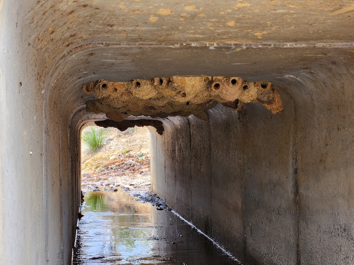 Fairy Martin - ML646960480