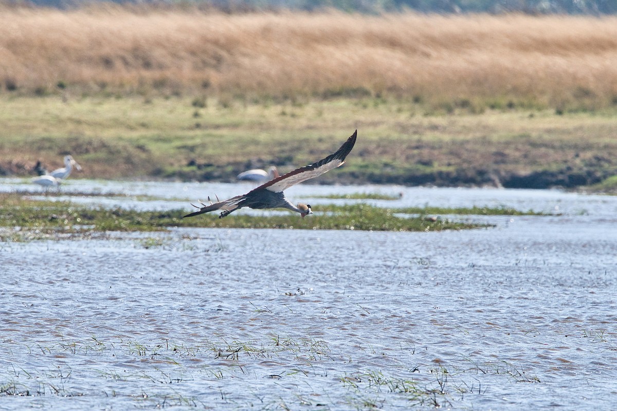 Gray Crowned-Crane - ML646960481