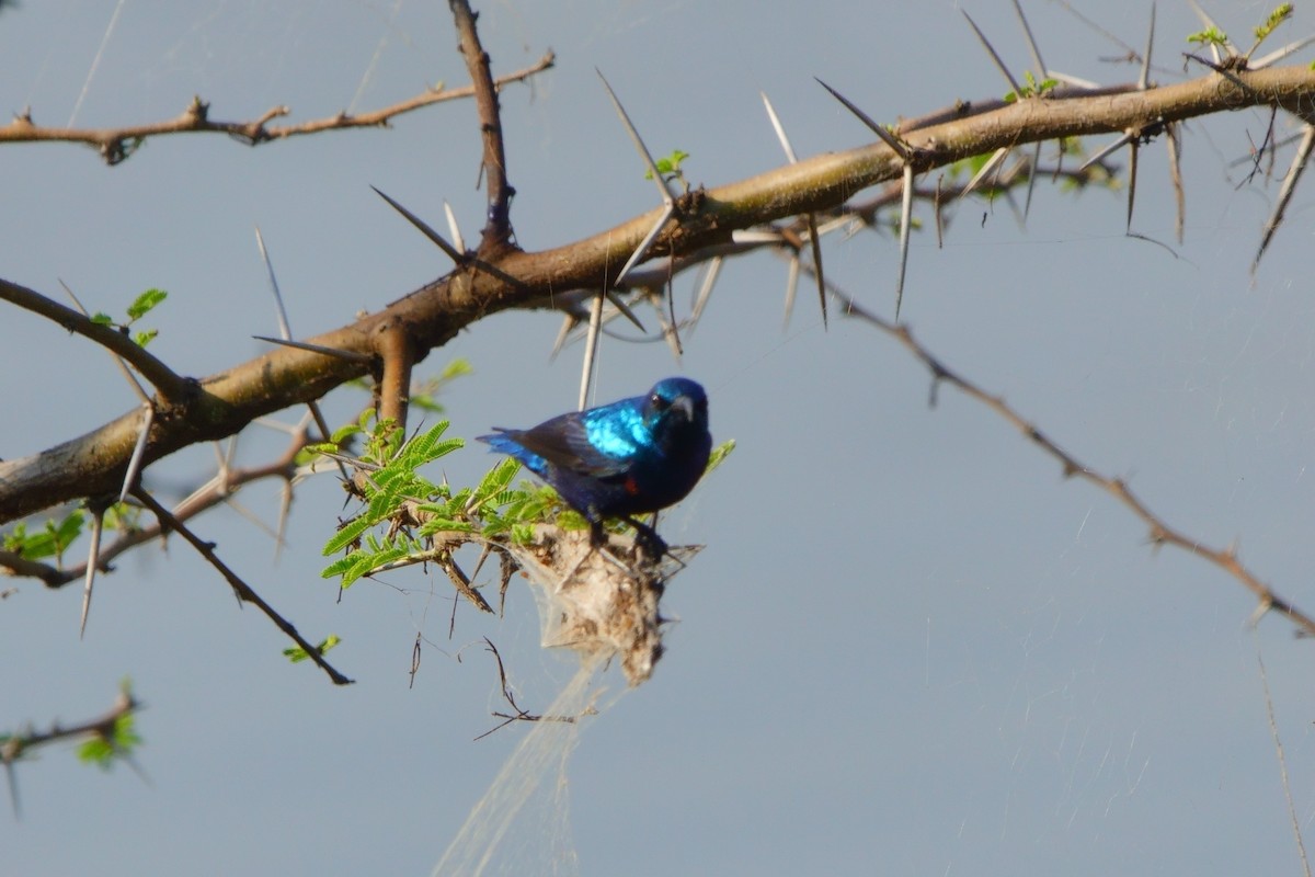 Purple Sunbird - ML646960483