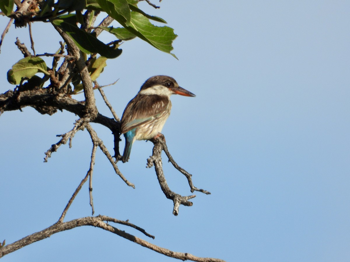 Striped Kingfisher - ML646960484