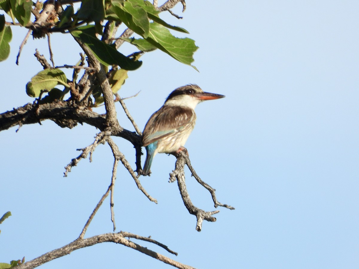 Striped Kingfisher - ML646960485