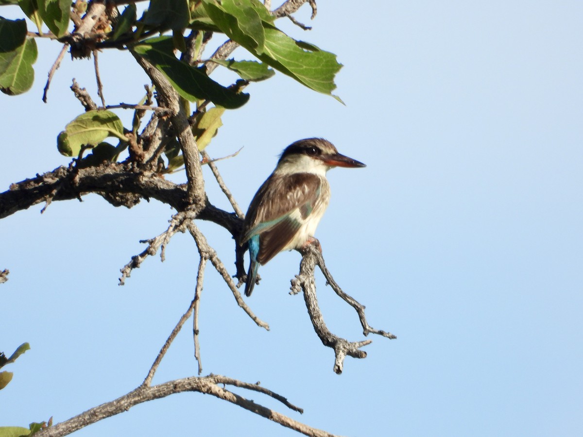 Striped Kingfisher - ML646960486