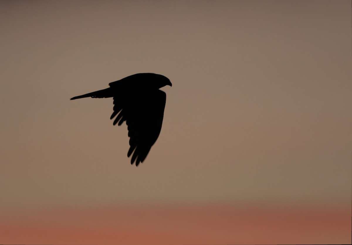 Western Marsh Harrier - ML646960487