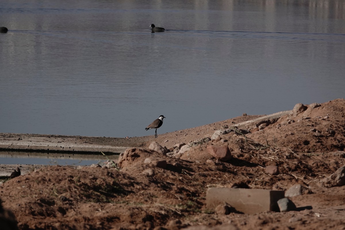 Spur-winged Lapwing - ML646960488