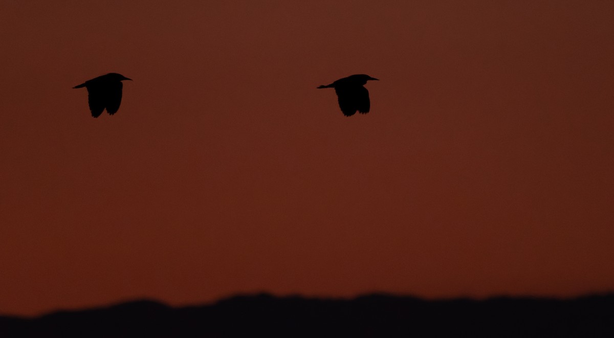 Black-crowned Night Heron - ML646960490