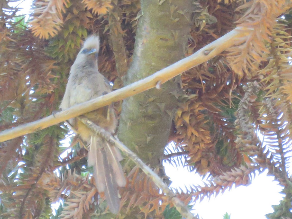 Speckled Mousebird - ML646960491
