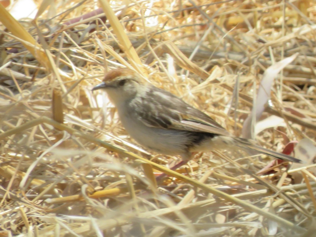 Speckled Mousebird - ML646960492