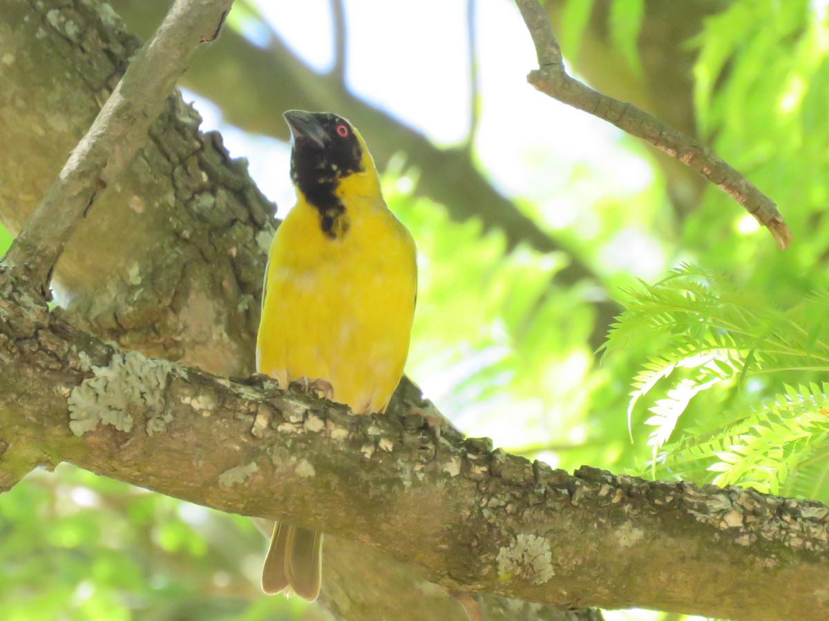 Speckled Mousebird - ML646960493