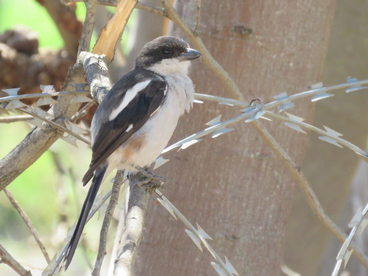 Speckled Mousebird - ML646960494