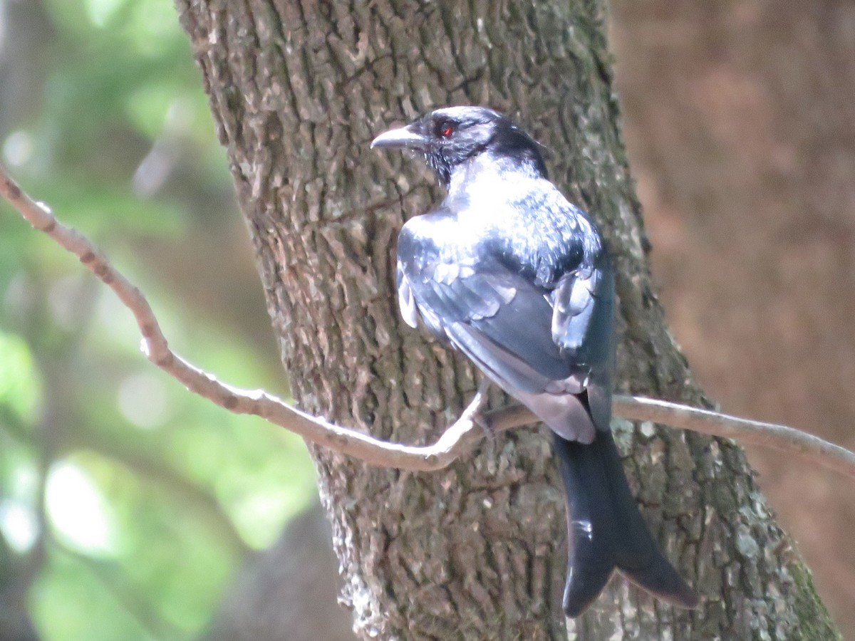 Speckled Mousebird - ML646960495