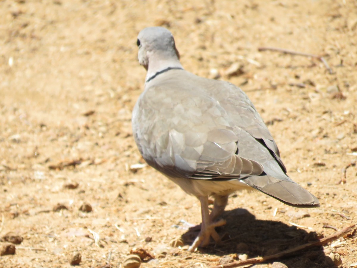 Speckled Mousebird - ML646960496
