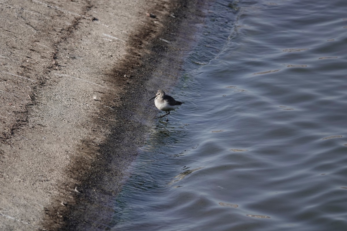 Dunlin - ML646960497