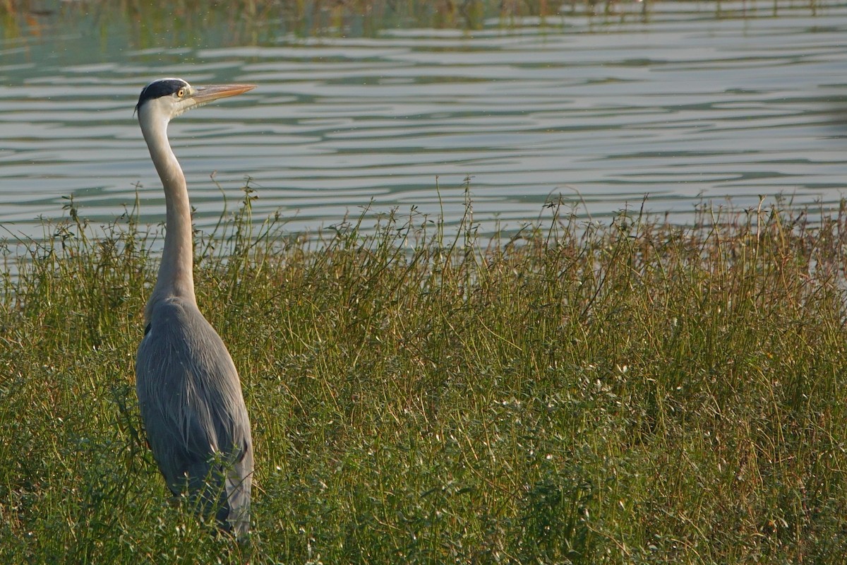 Airone cenerino - ML646960498